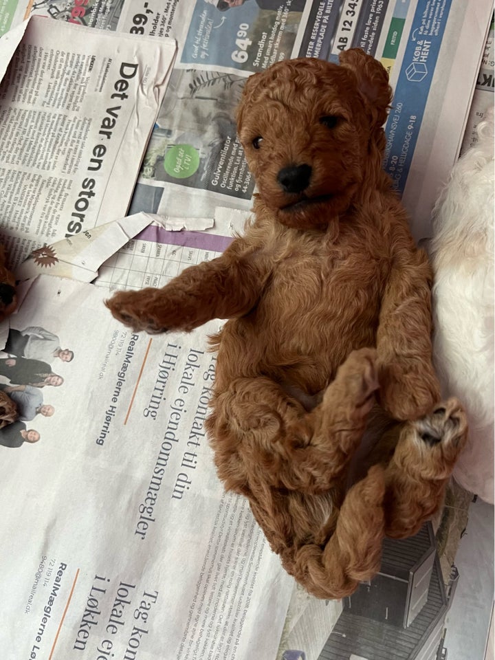 Labradoodle hvalpe 4 uger