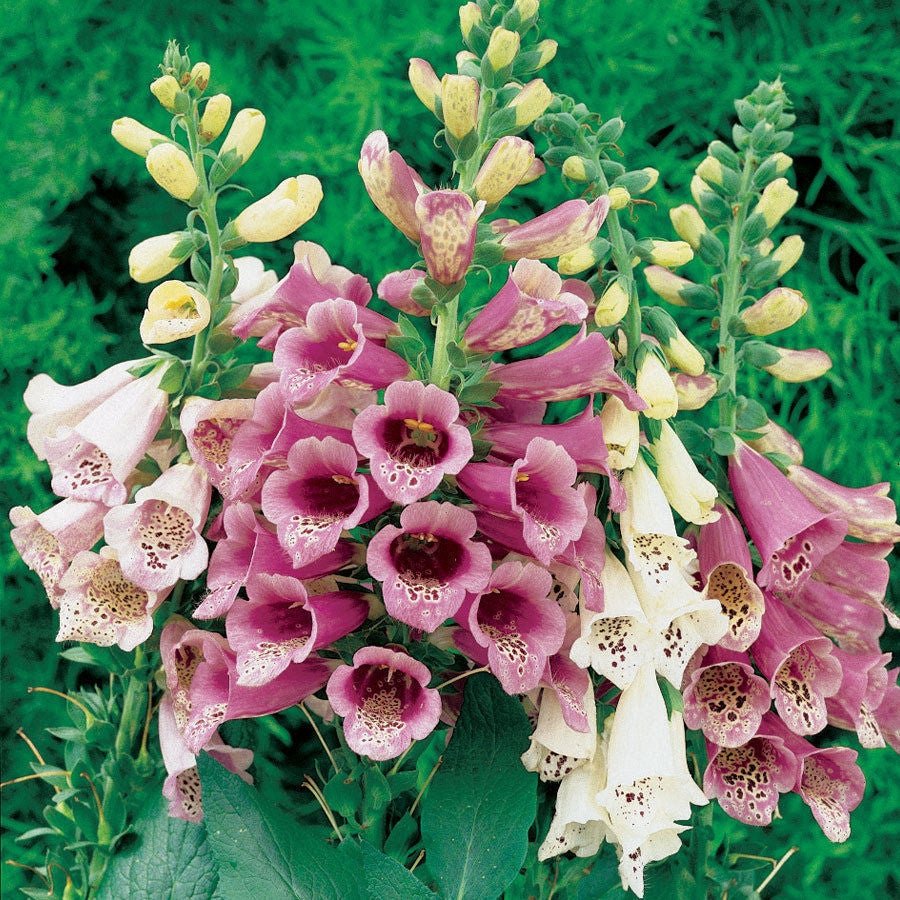 Digitalis Fingerbøl Foxy *1543