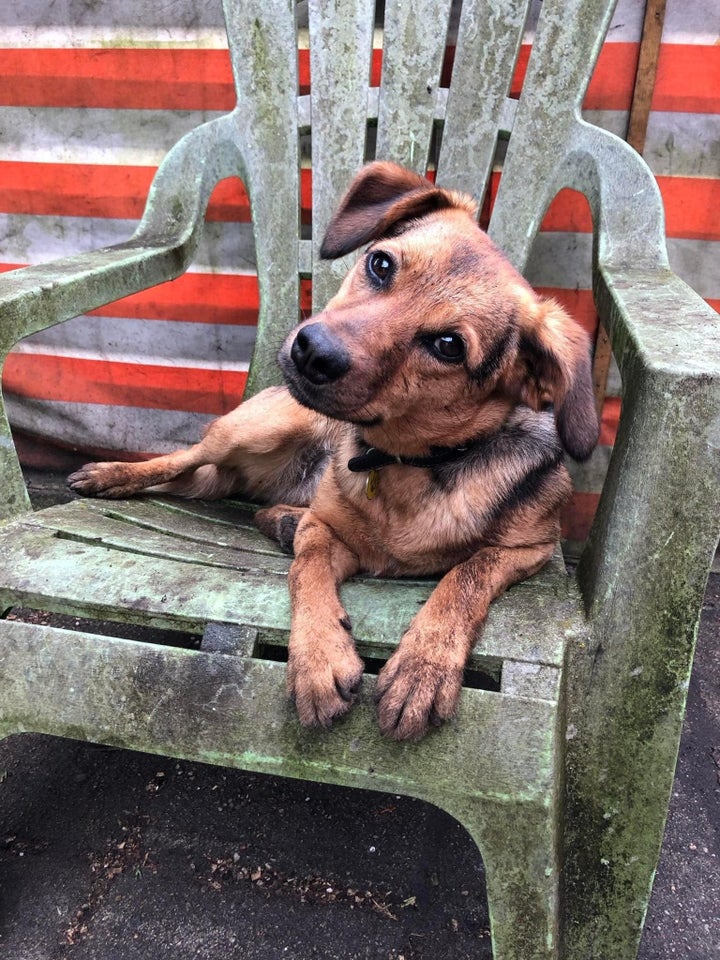 Blandingsrace, hund, 2 år