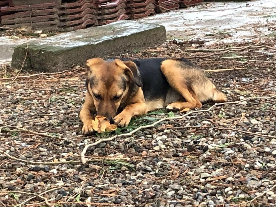 Blandingsrace, hund, 2 år