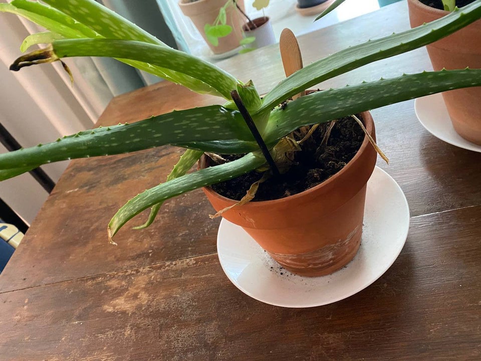 Aloe Vera Studeplanter