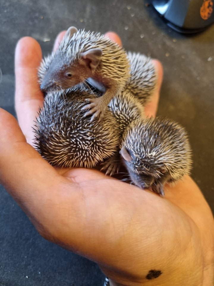 Lesser Tenrecs og Afrikanske