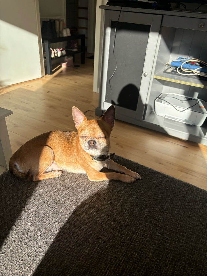 Chihuahua med stamtavle hund 7 år