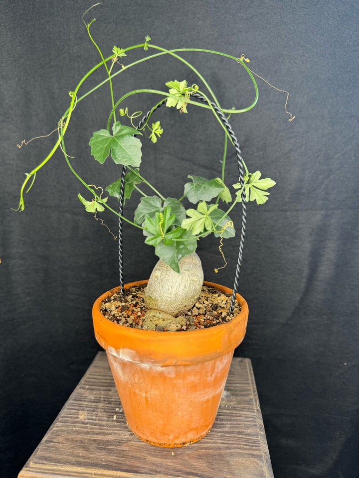 Caudex plante  Kedrostis africana