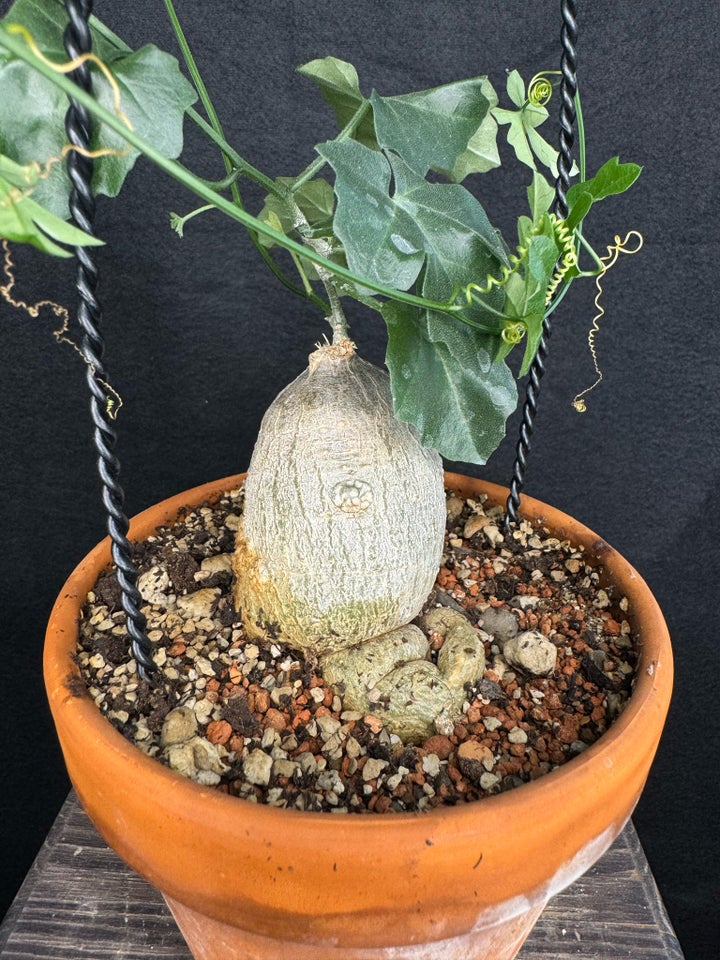 Caudex plante  Kedrostis africana