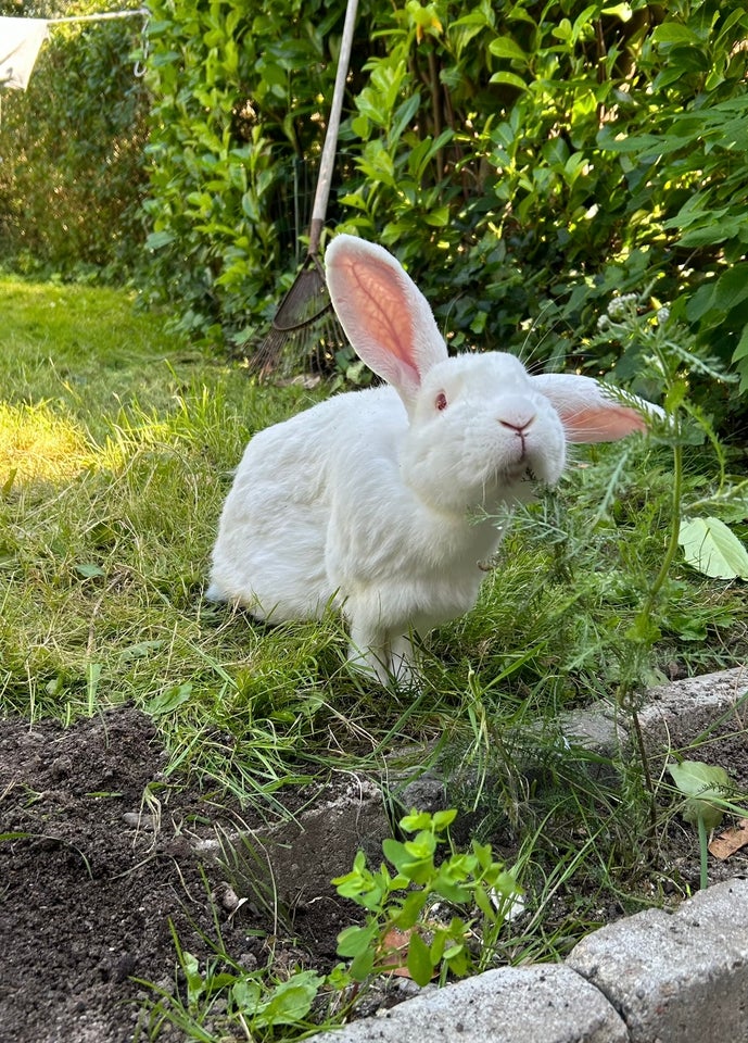 Kanin, 7 år