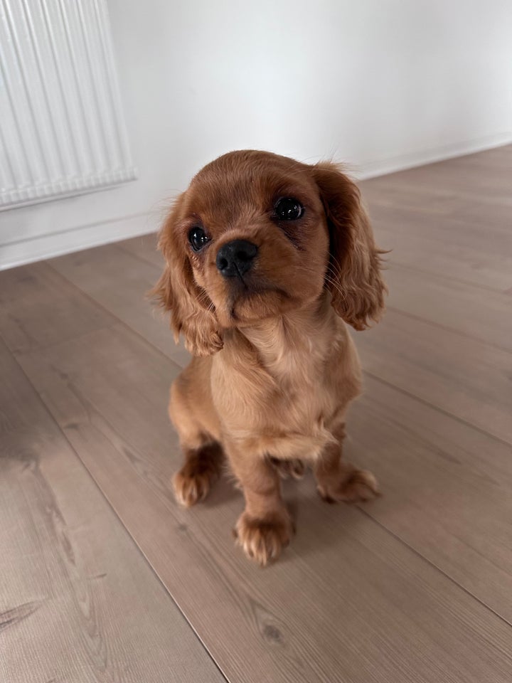 Cavalier king charles spaniel