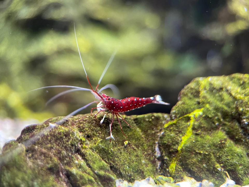 Rød Sulawesi Kardinal Caridina