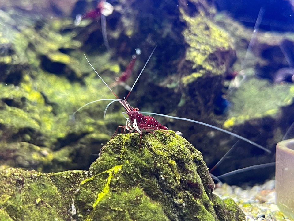 Rød Sulawesi Kardinal Caridina