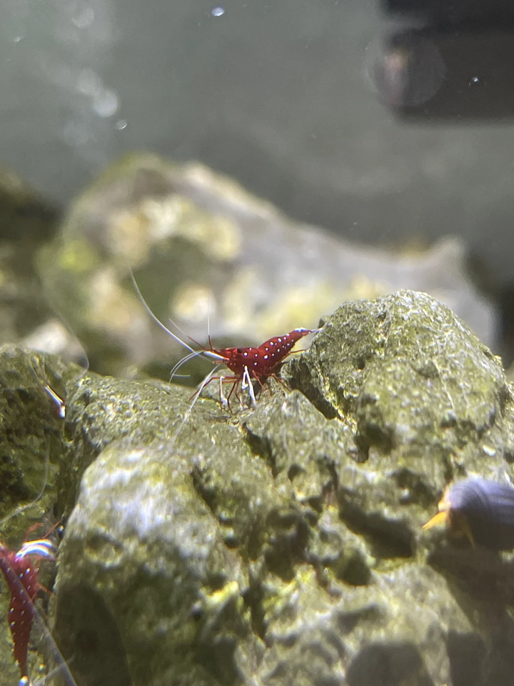 Rød Sulawesi Kardinal Caridina