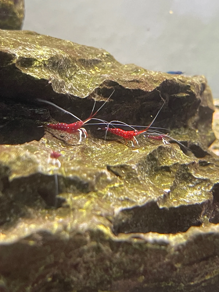 Rød Sulawesi Kardinal Caridina