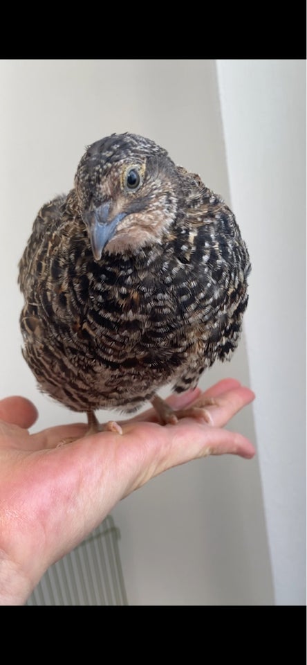 Vagtel Sparkley Coturnix