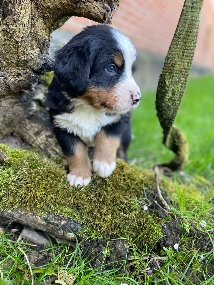 Berner Sennen, hvalpe, 8 uger