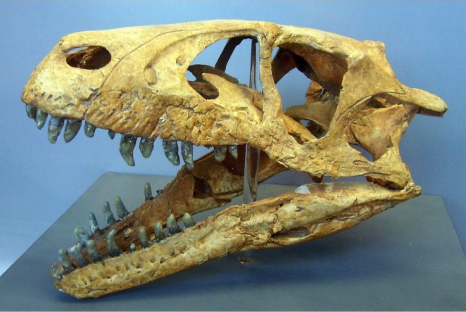 Fossiler, Dromaeosaurus tand