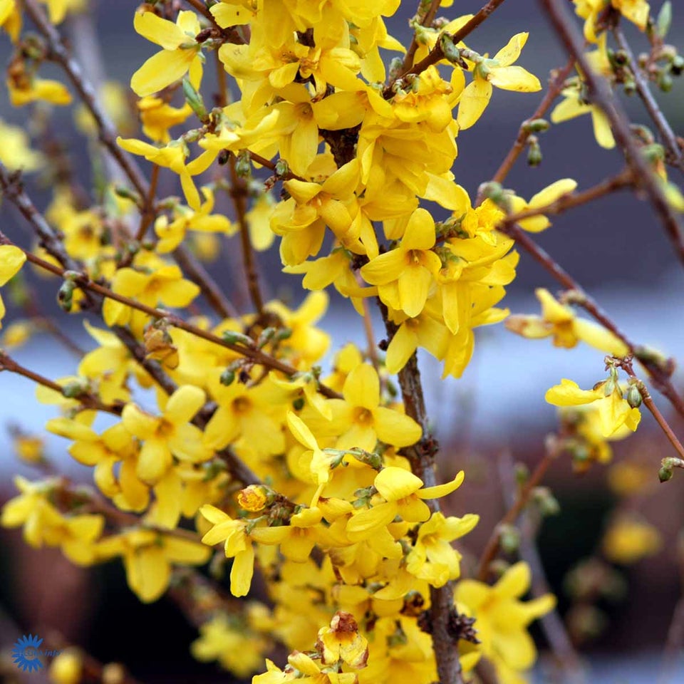 Forsythia intermedia Spectabilis