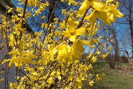 Forsythia intermedia Spectabilis