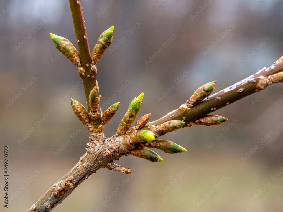 Forsythia intermedia Spectabilis