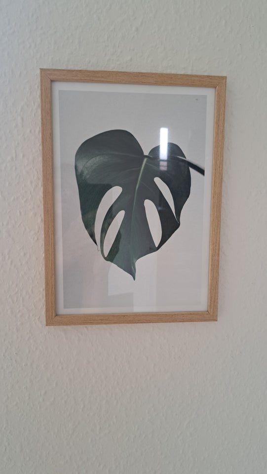 Plakat Desenio motiv: Blad