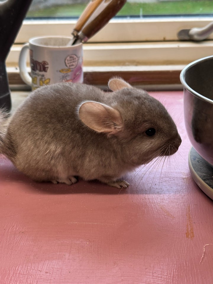 Chinchilla