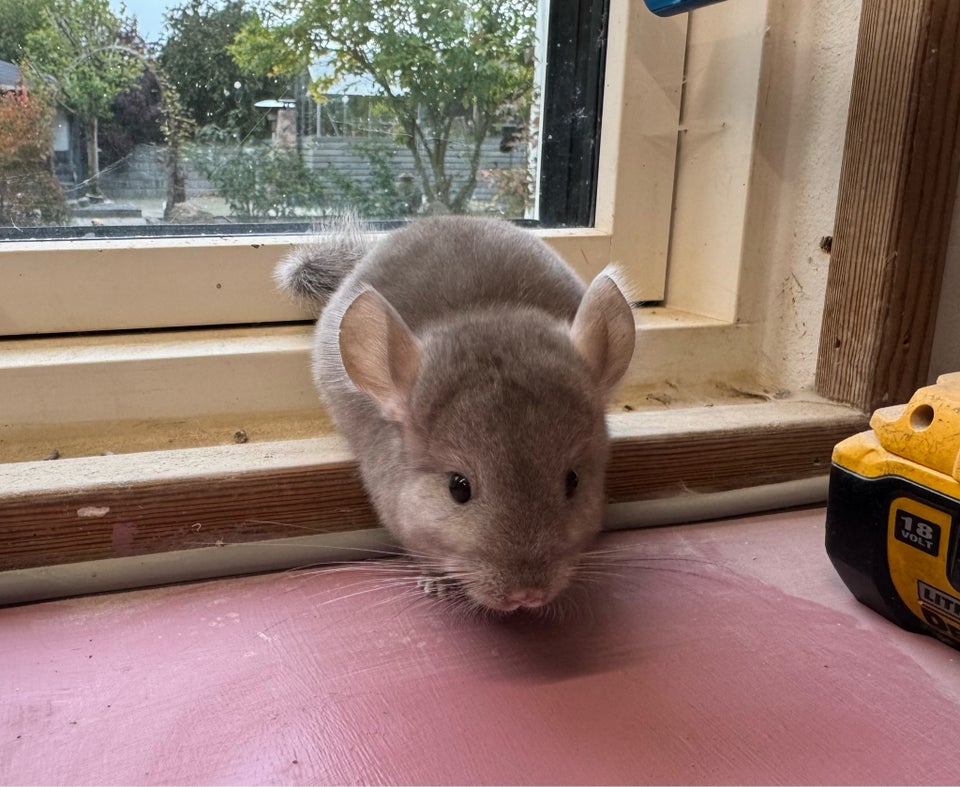 Chinchilla