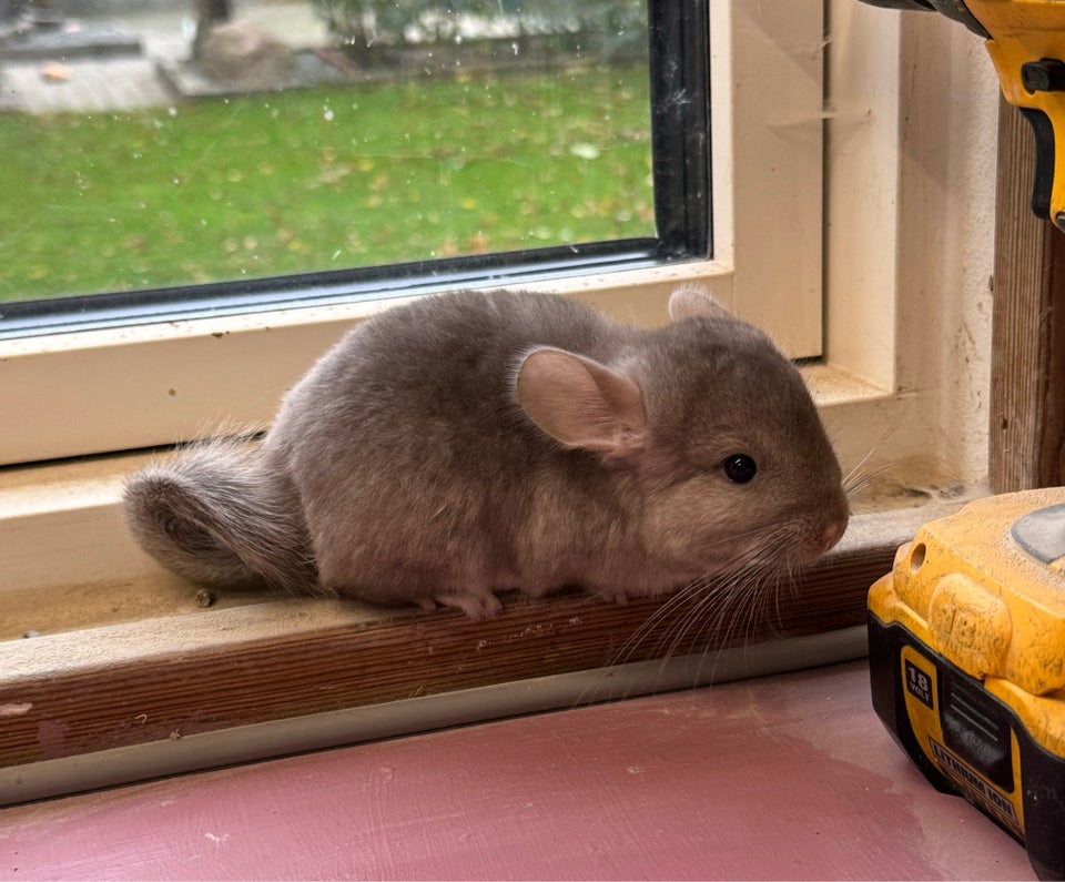 Chinchilla