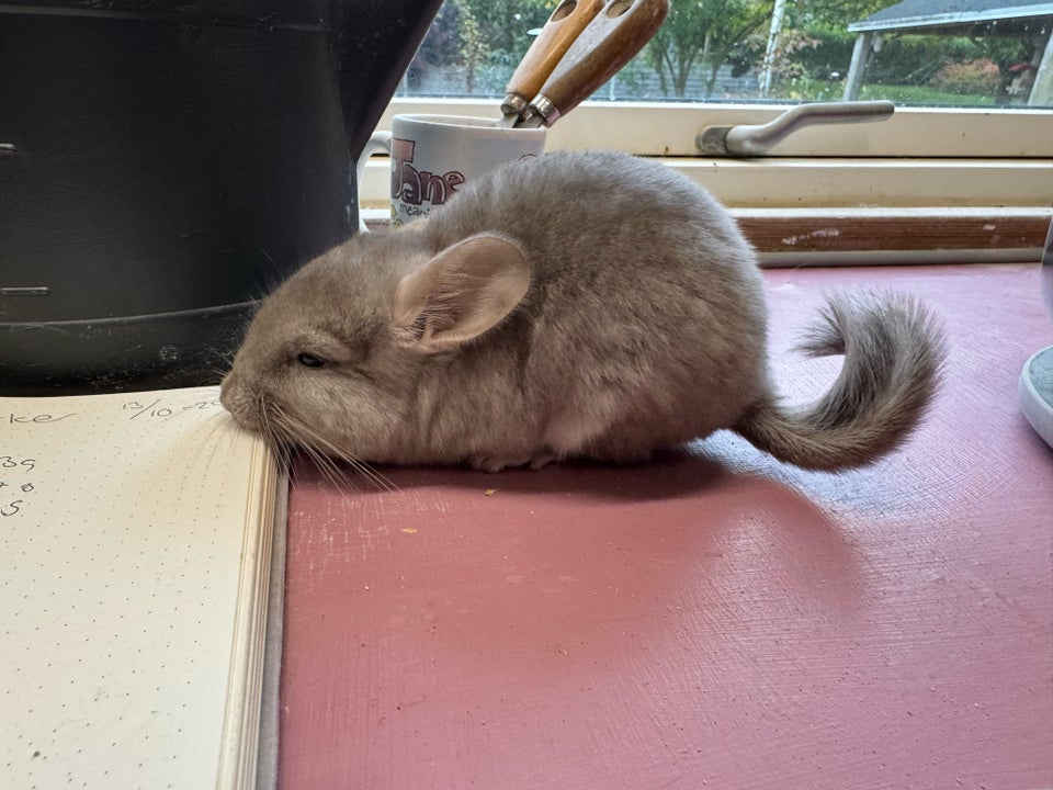 Chinchilla