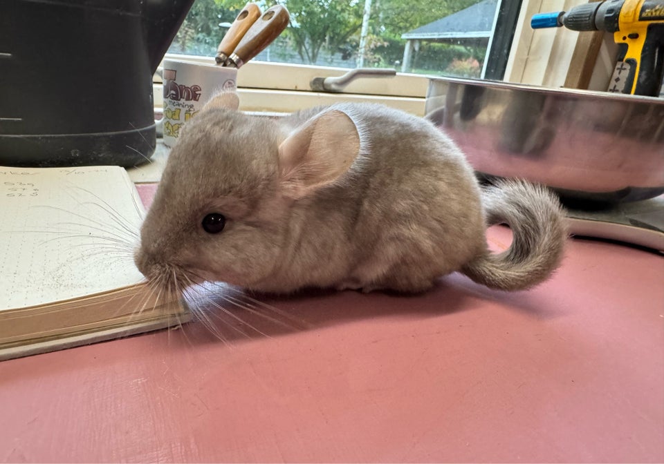 Chinchilla