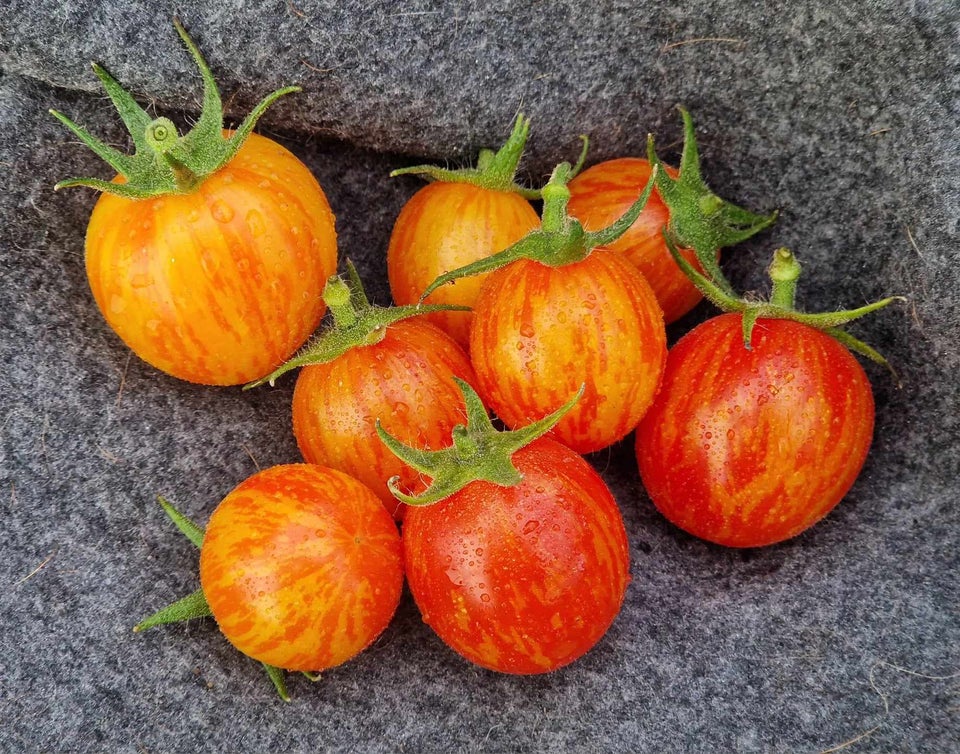 250 tomatsorter - frø!