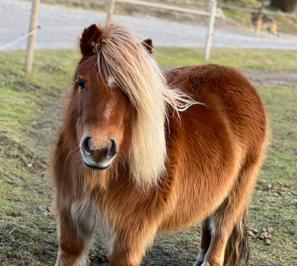 Shetlandspony hoppe 14 år