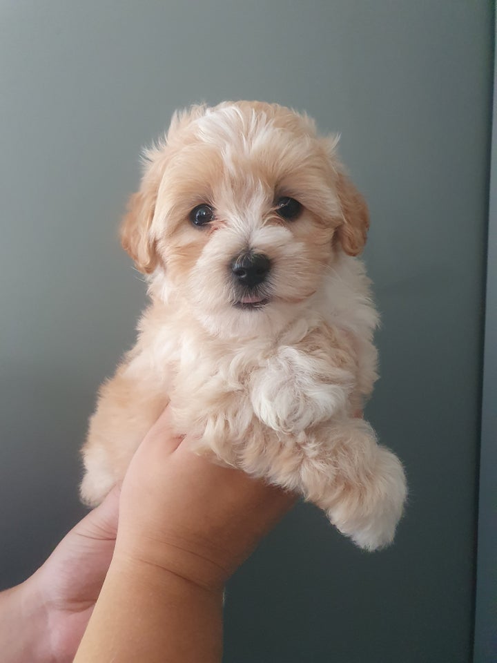 Maltipoo , hvalpe, 6 uger