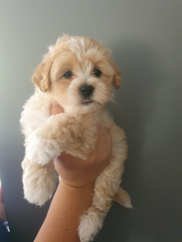 Maltipoo , hvalpe, 6 uger