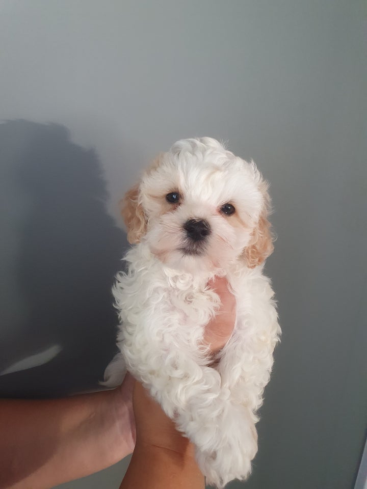 Maltipoo , hvalpe, 6 uger