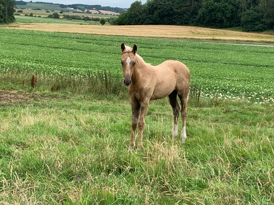 Palomino hoppe 0 år