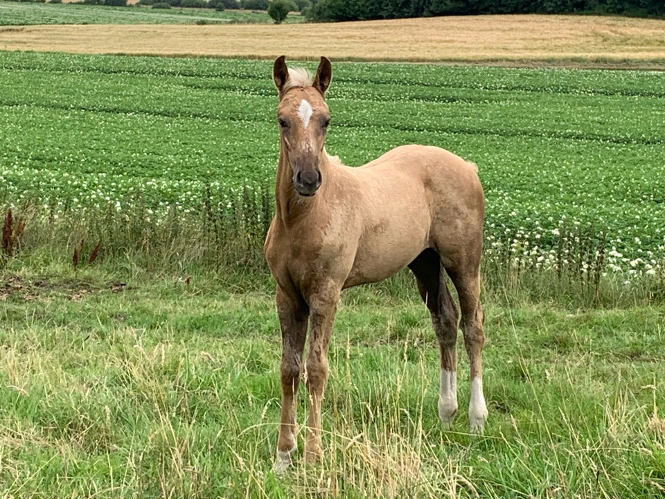 Palomino hoppe 0 år