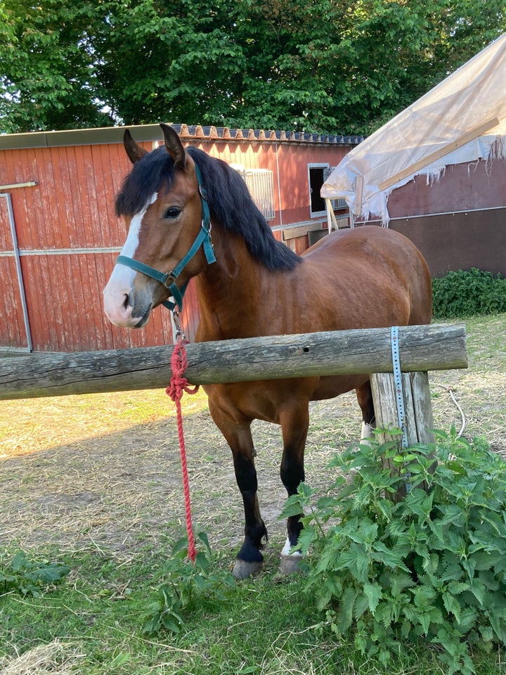 Welsh pony og Cob hoppe 3 år