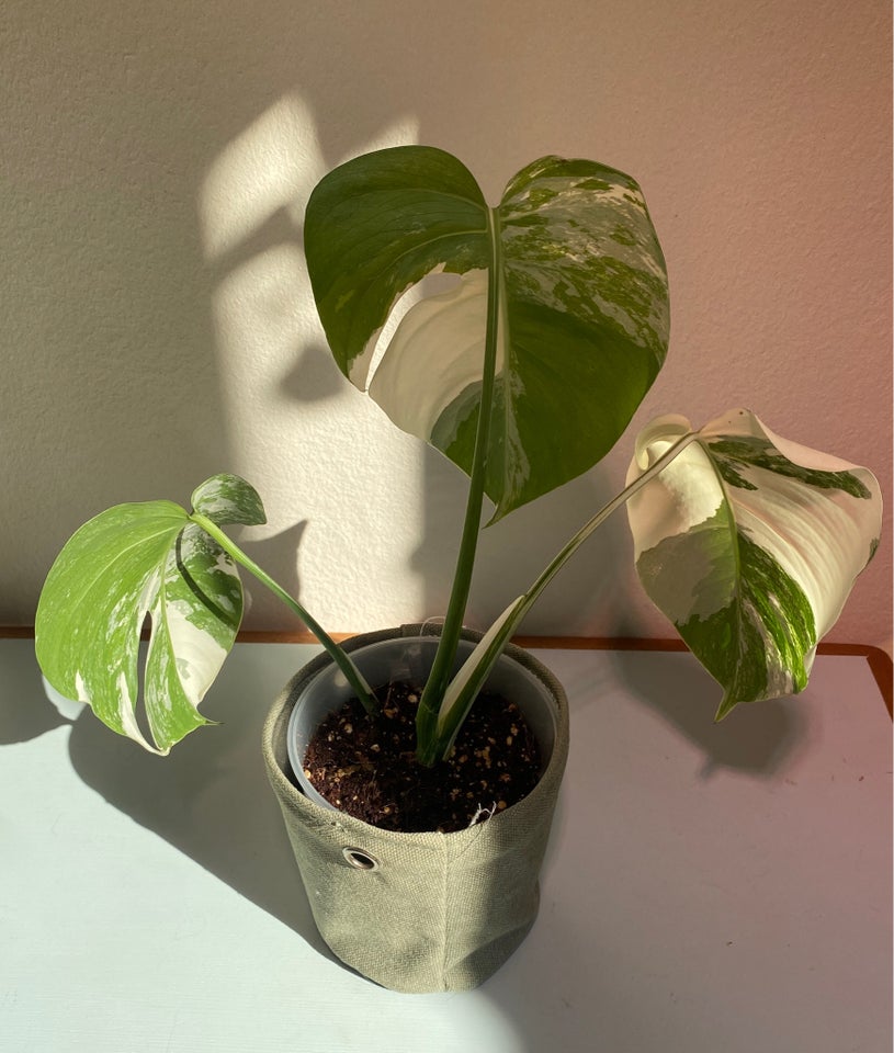 Monstera Albo