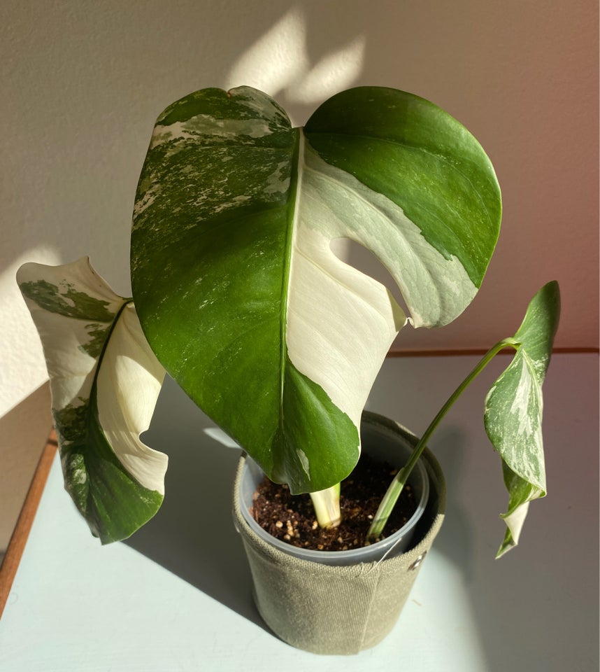 Monstera Albo