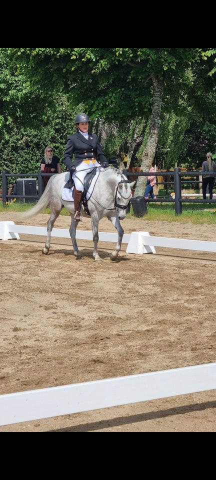 Welsh vallak 4 år