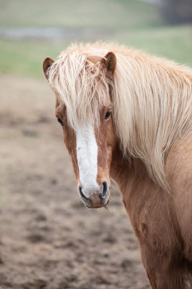 Islænder, hoppe, 15 år