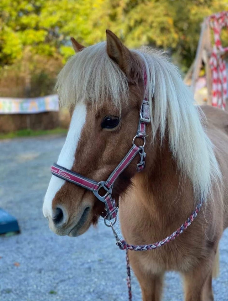 Islænder, hoppe, 15 år