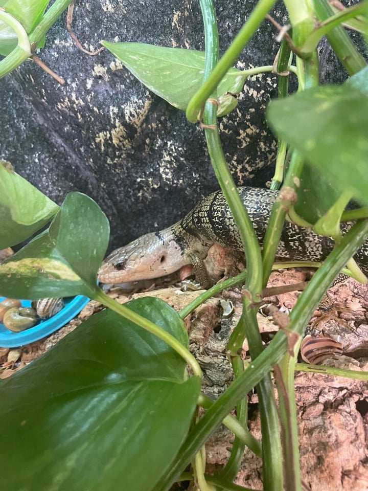 Andet krybdyr Snegleskink