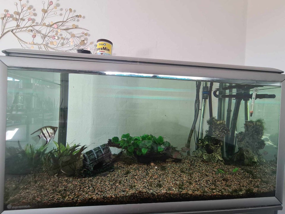 250L Akvarium inkl fisk p