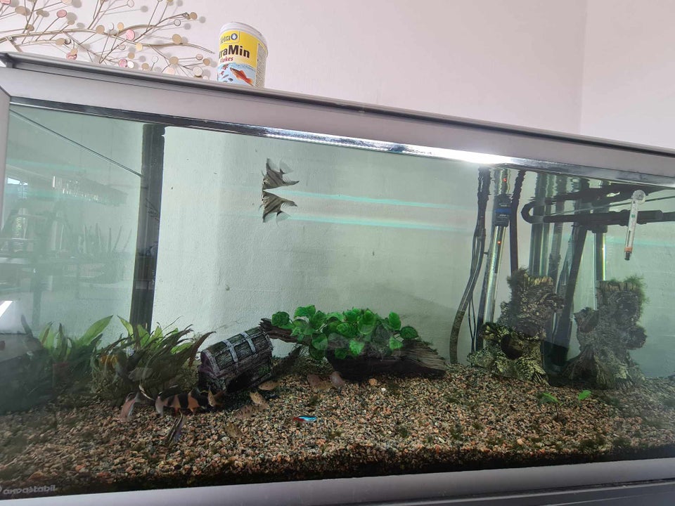 250L Akvarium inkl fisk p