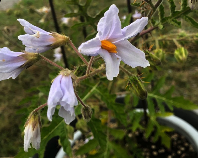 Litchetomat Solanum sisymbriifolium sorten heter ’Sweetie’