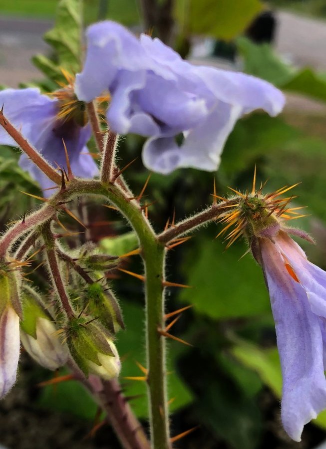 Litchetomat Solanum sisymbriifolium sorten heter ’Sweetie’