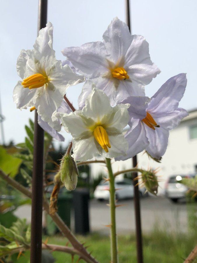 Litchetomat Solanum sisymbriifolium sorten heter ’Sweetie’