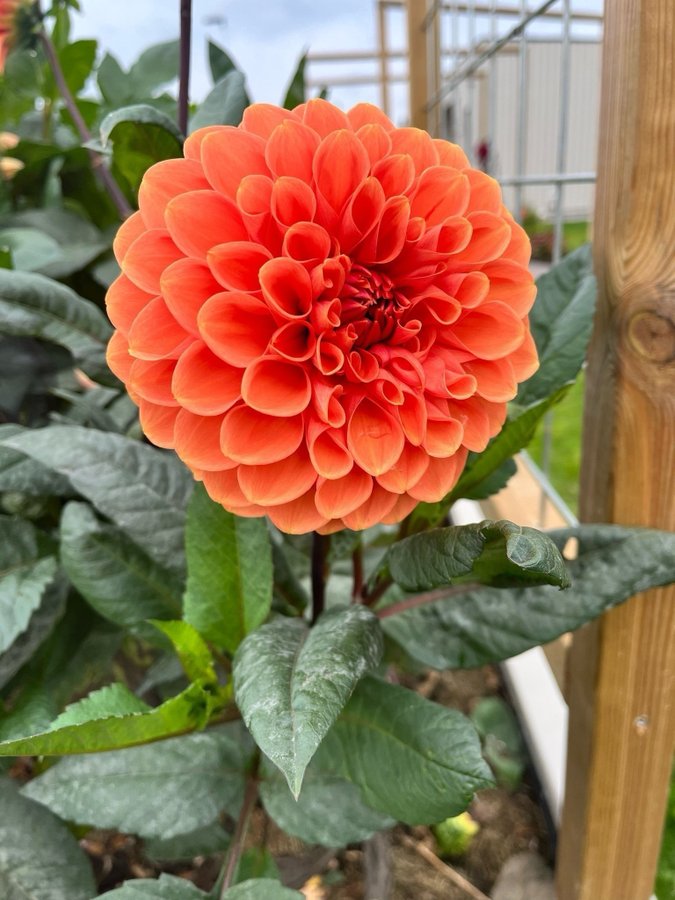 Dahlia Portofino - knöl