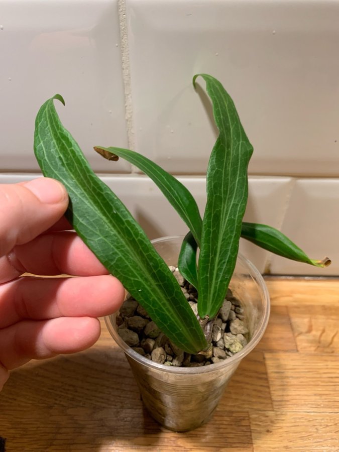 Hoya bordenii