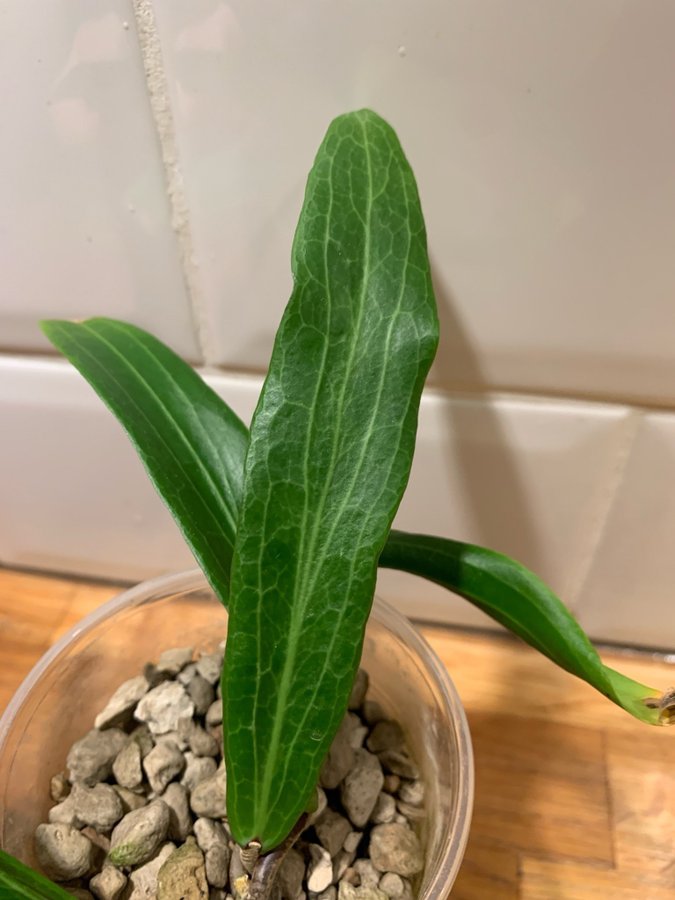 Hoya bordenii