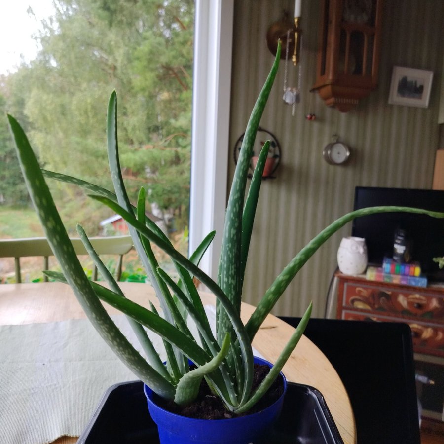 Aloe Vera